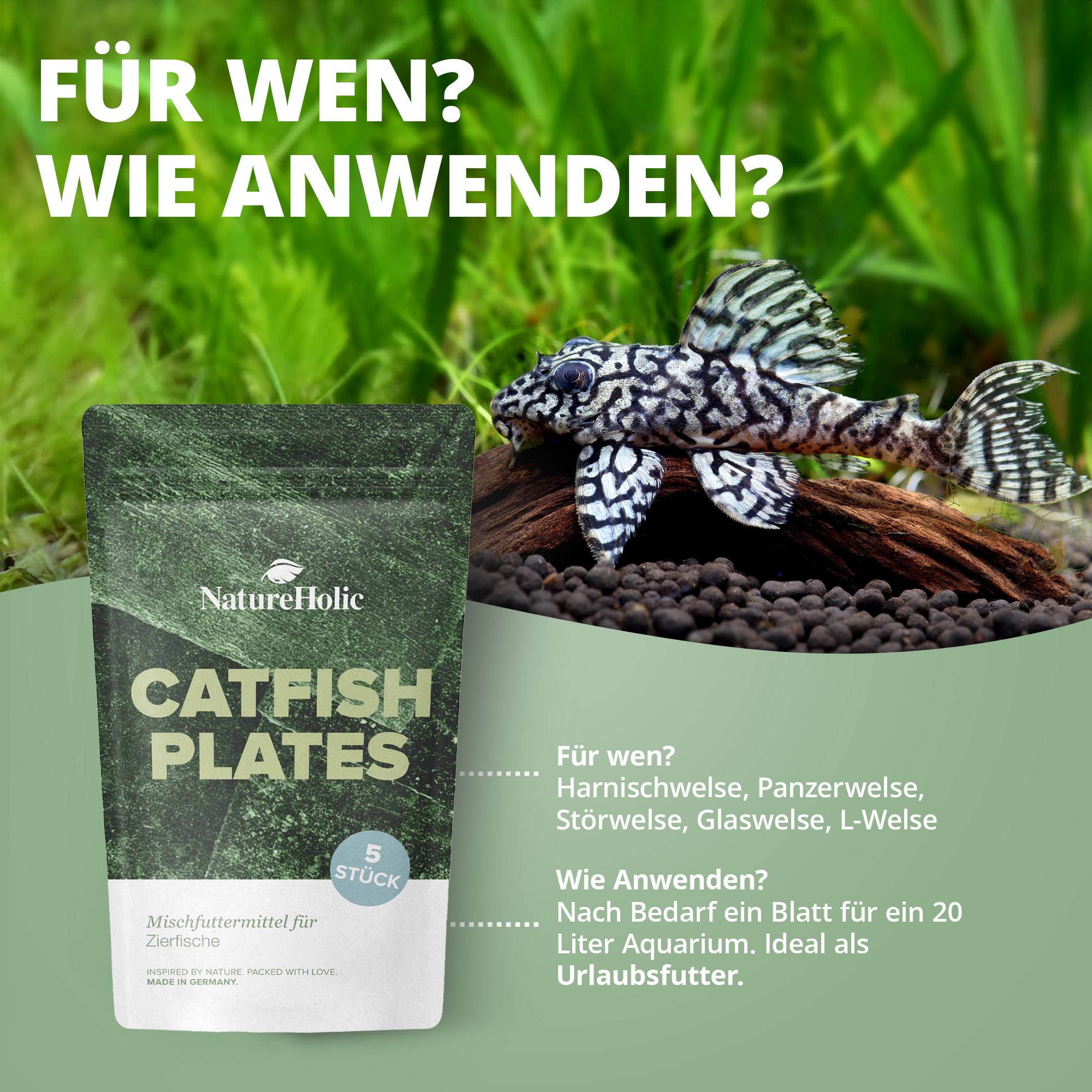 Wels-Futterplatten und Harnischwels im Aquarium